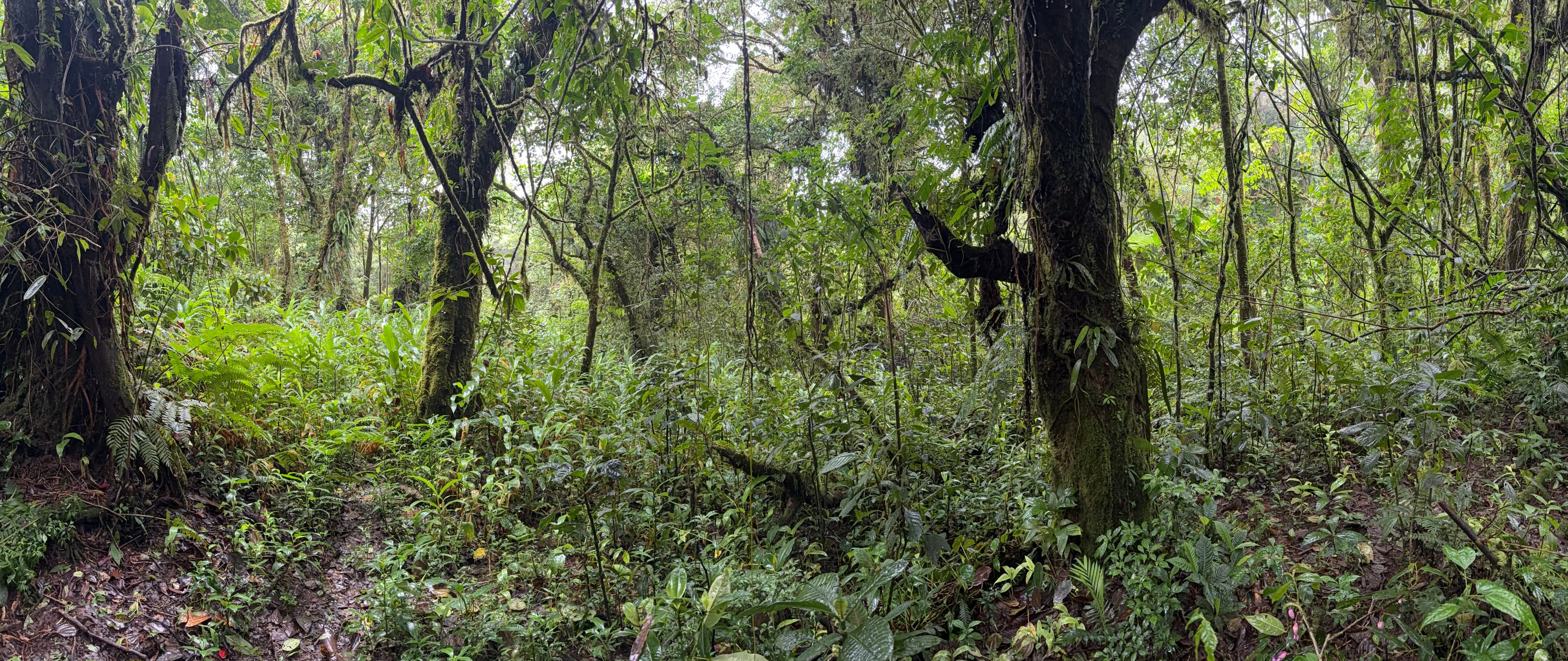 Ancient moss-covered trees in the cloud forest