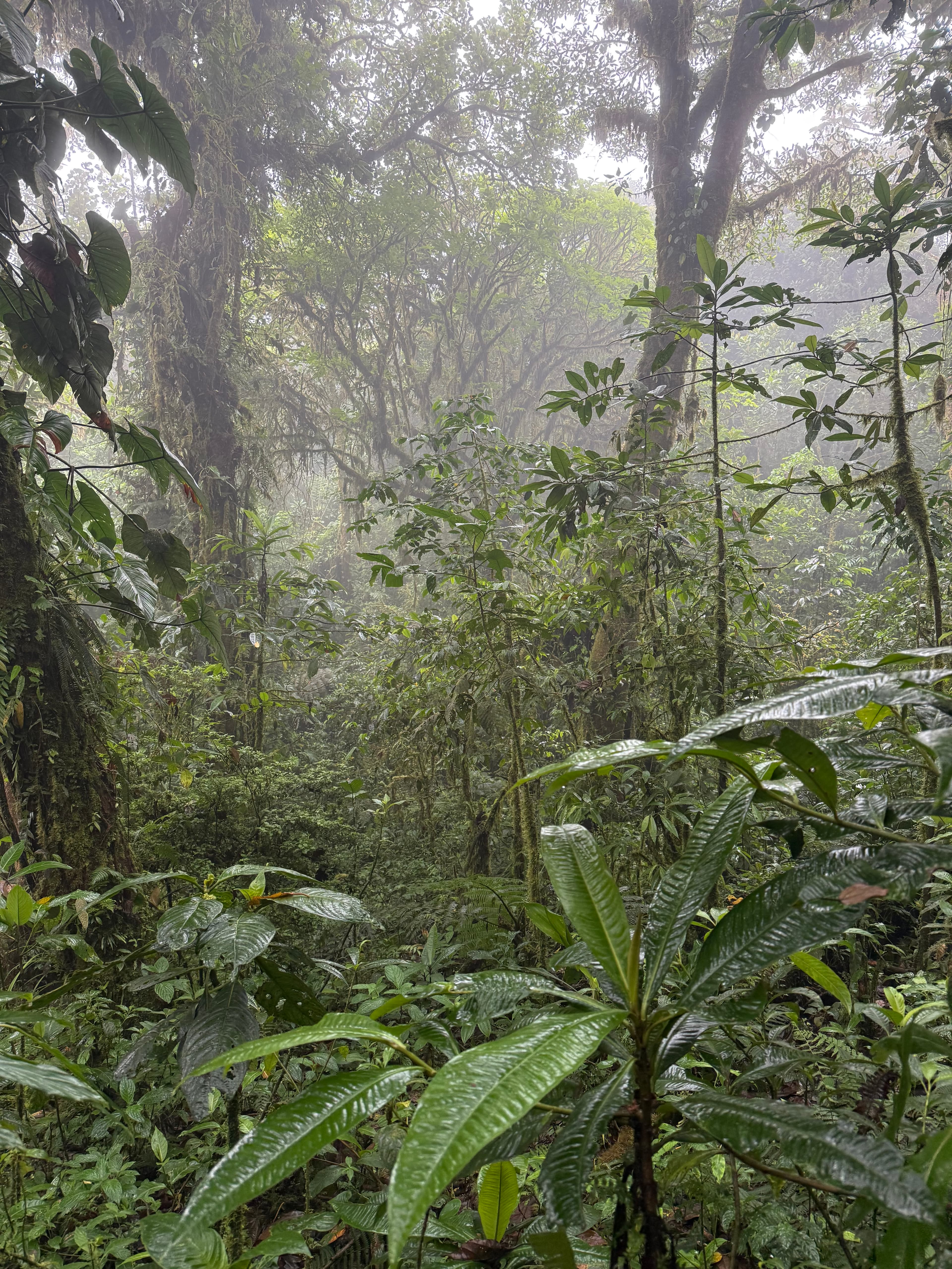 Cloud forest canopy with mist at Cielo Verde