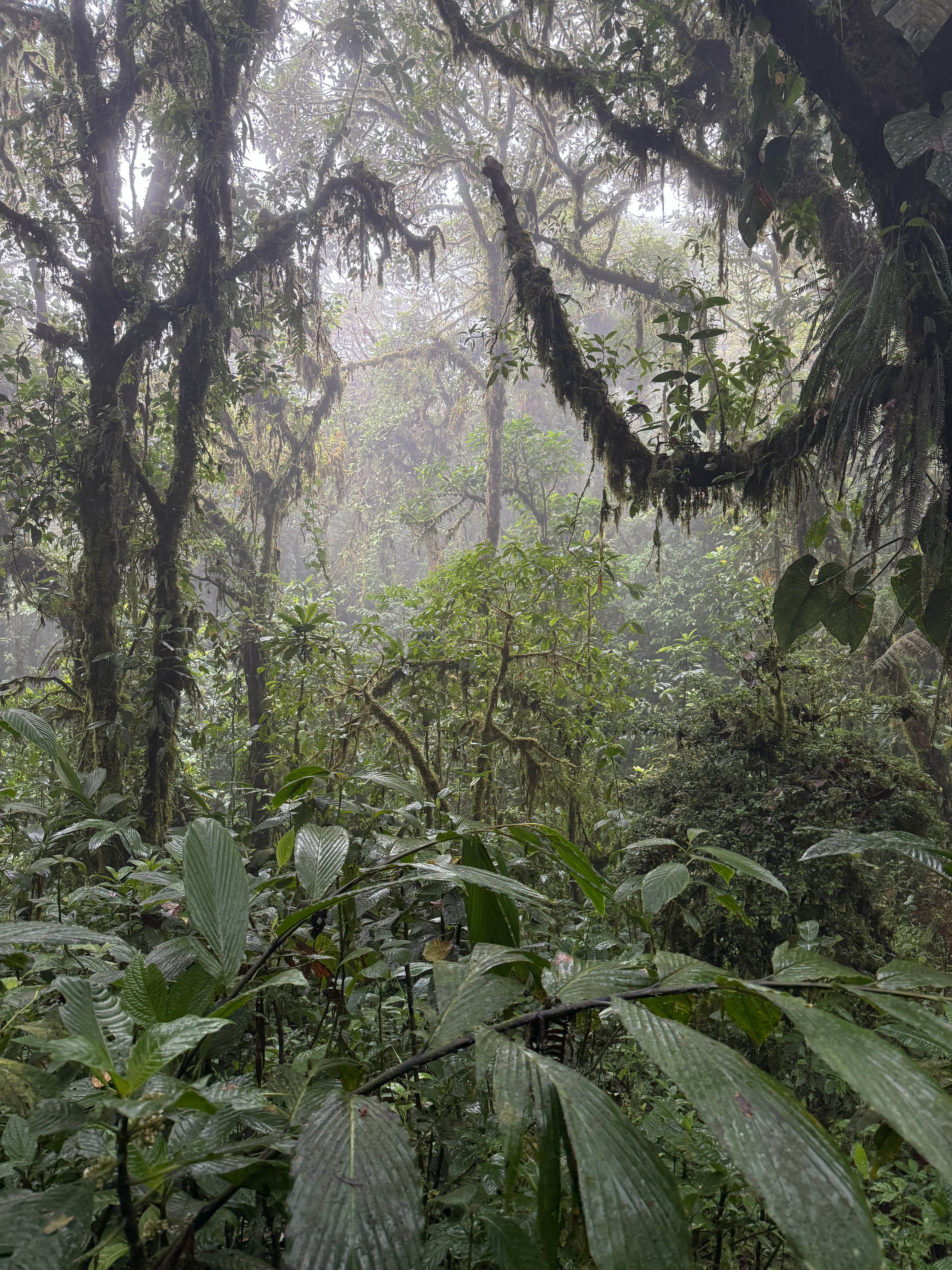 Looking up through the cloud forest canopy