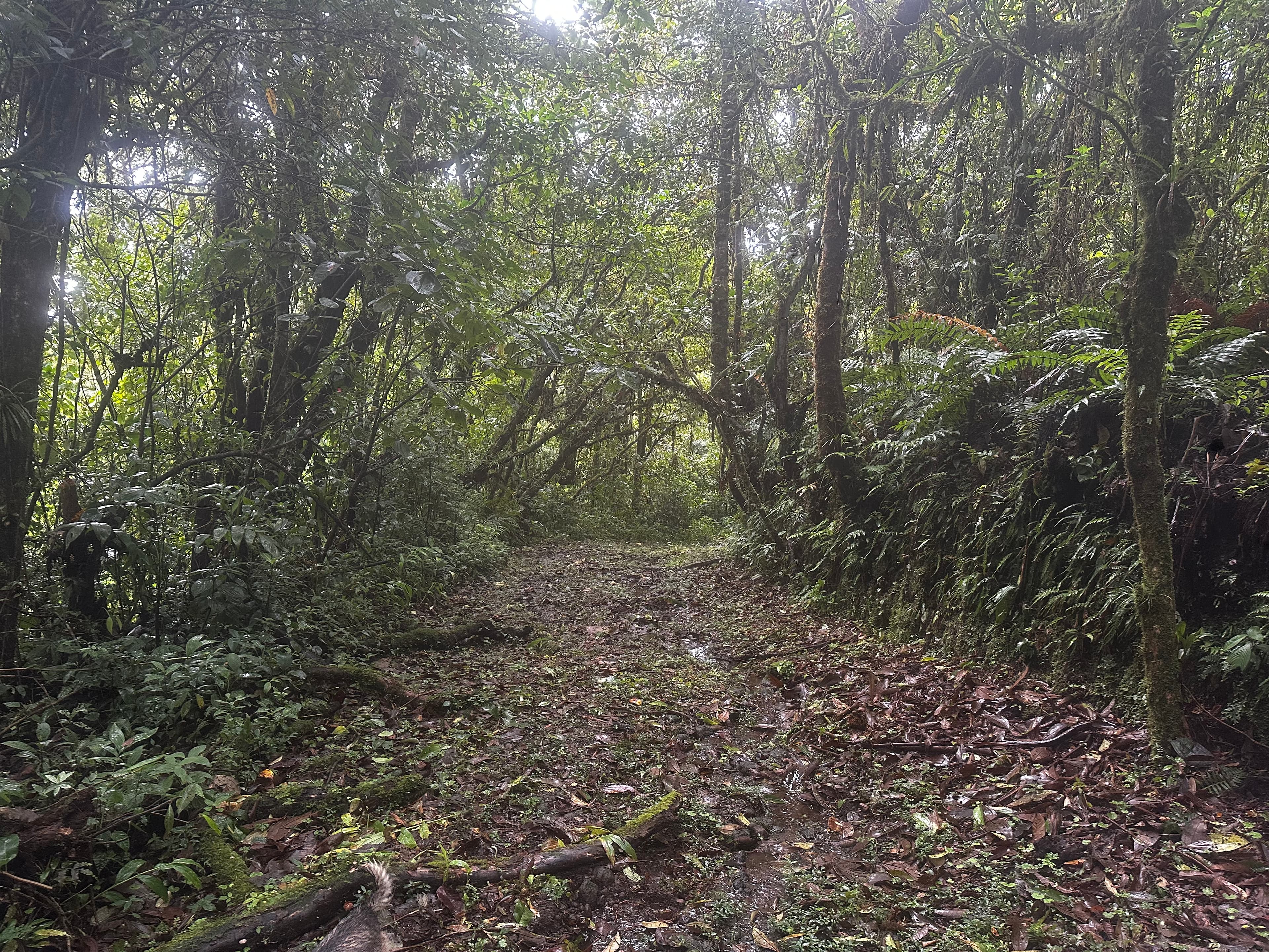Trail disappearing into the cloud forest at Cielo Verde