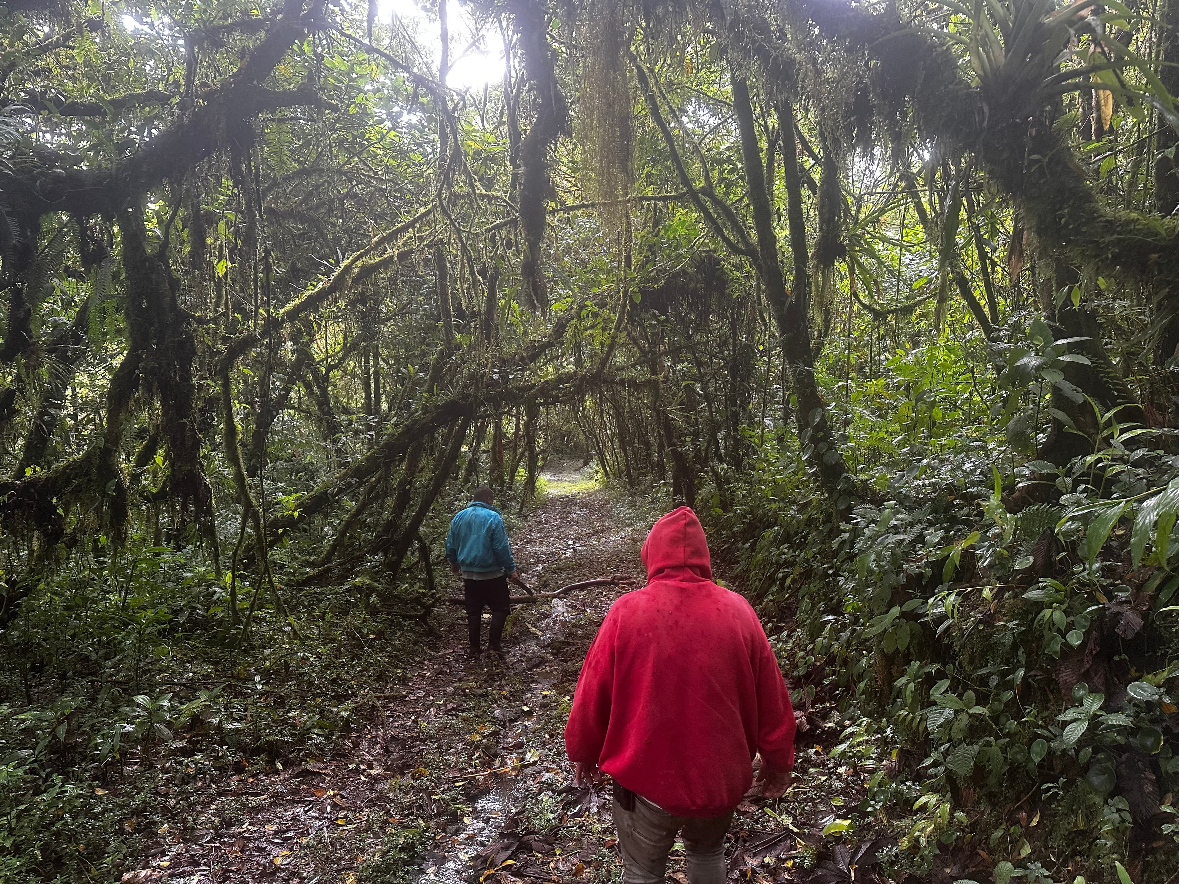 Walking into the cloud forest at Cielo Verde