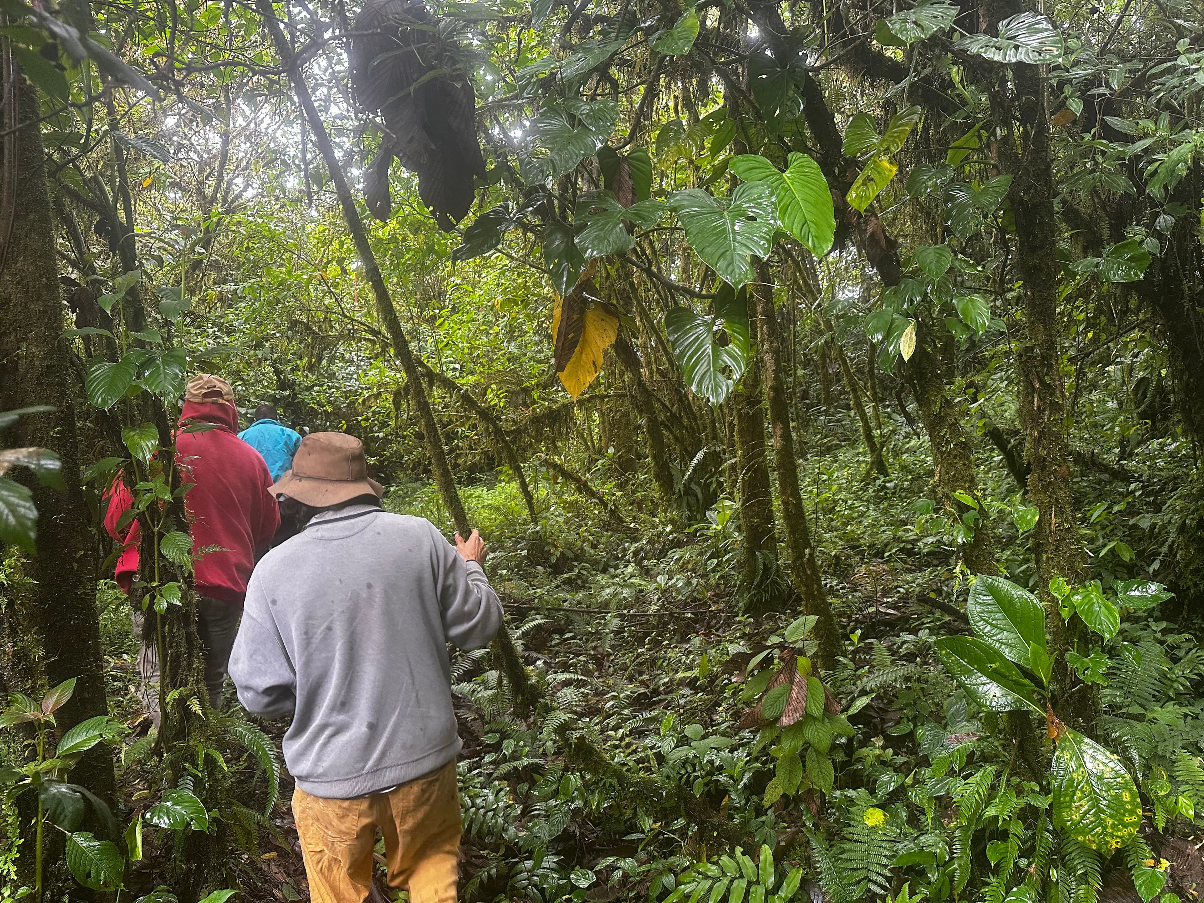 Walking into the cloud forest at Cielo Verde
