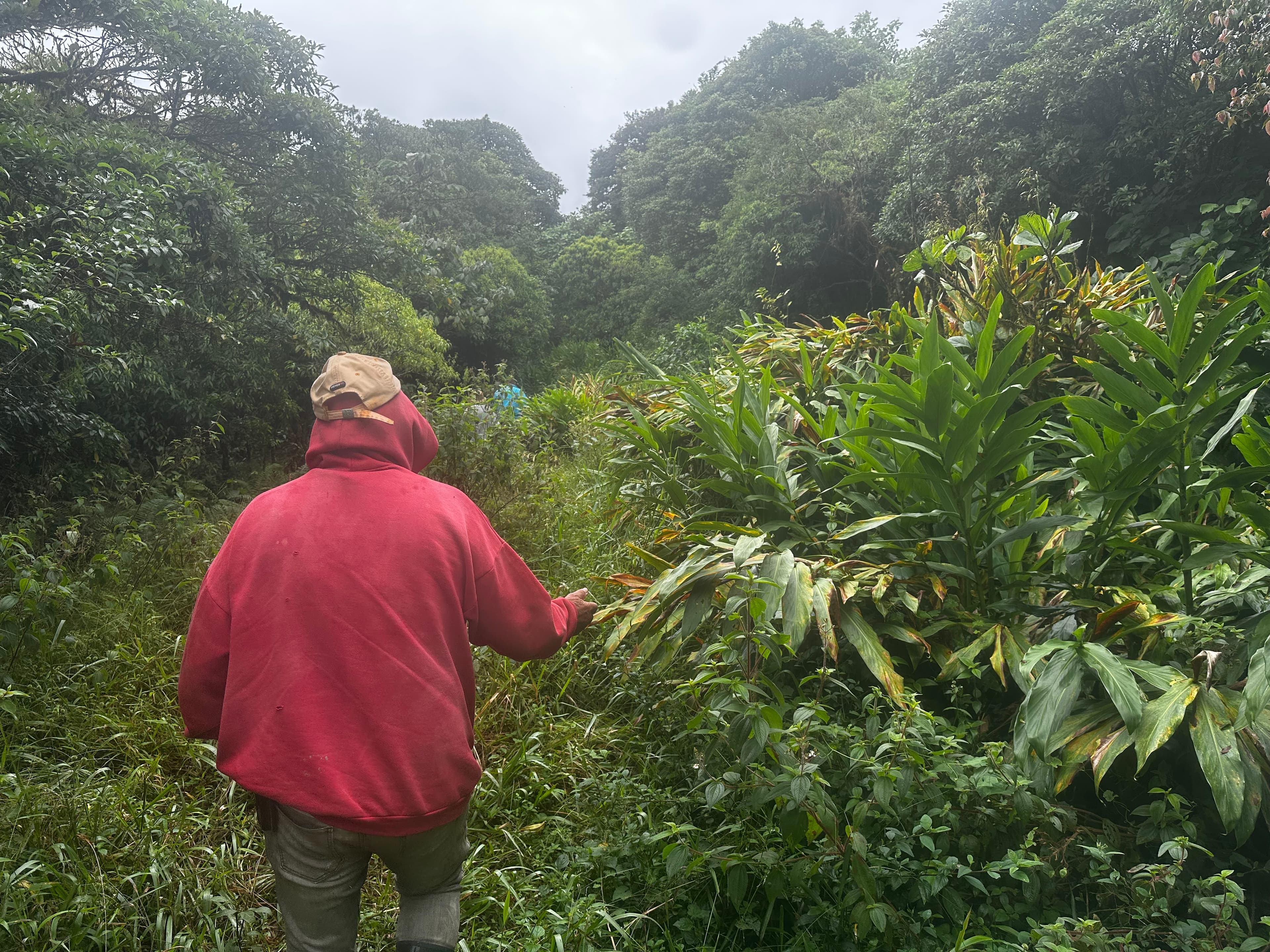 Walking into the overgrown trail at Cielo Verde with the caretaker